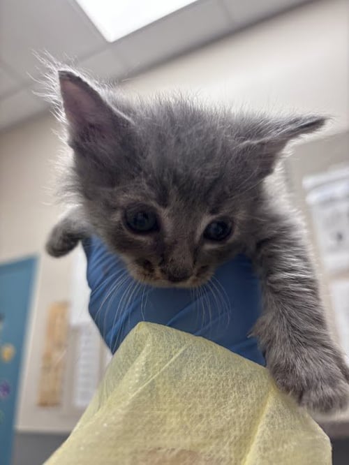 *JO - Domestic Short Hair available for adoption