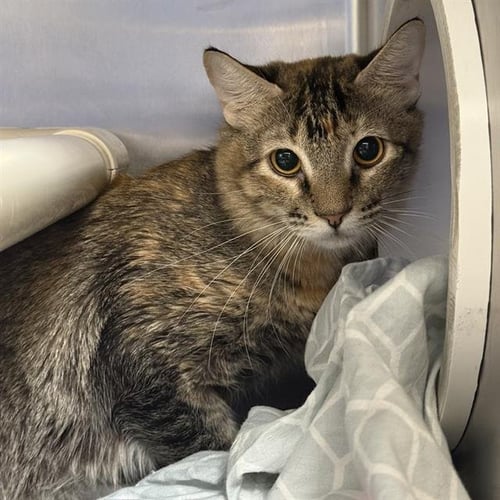 *GLIMPS - Domestic Medium Hair available for adoption