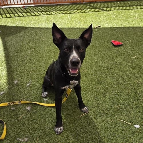 ECHO - Border Collie available for adoption