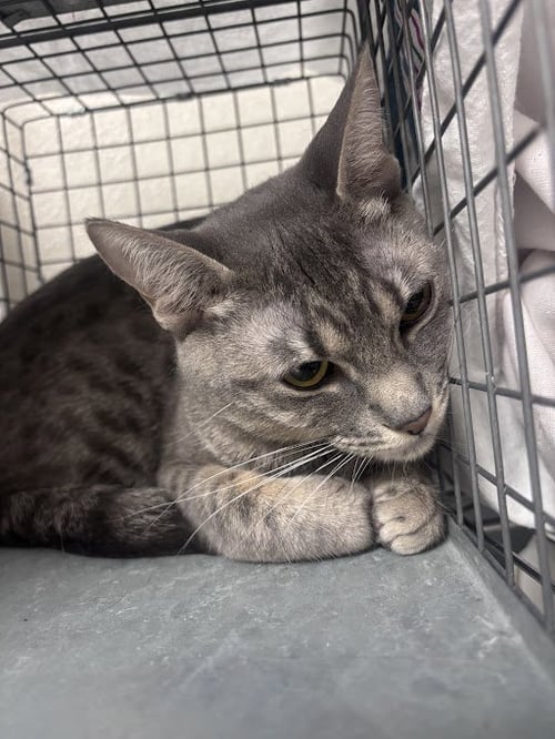 CHARRA - Domestic Short Hair available for adoption