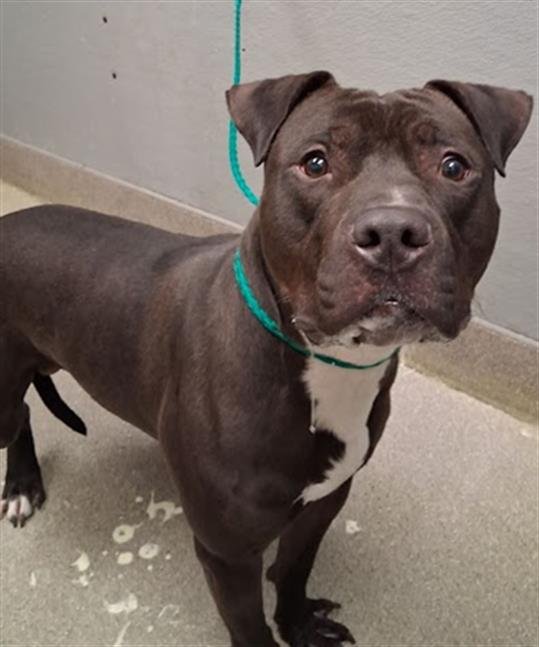 *KINGSTON - Pit Bull Terrier available for adoption