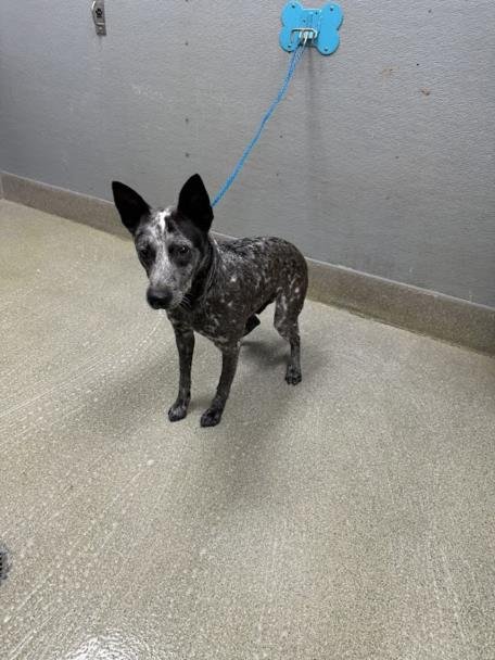 TEX - Australian Shepherd available for adoption