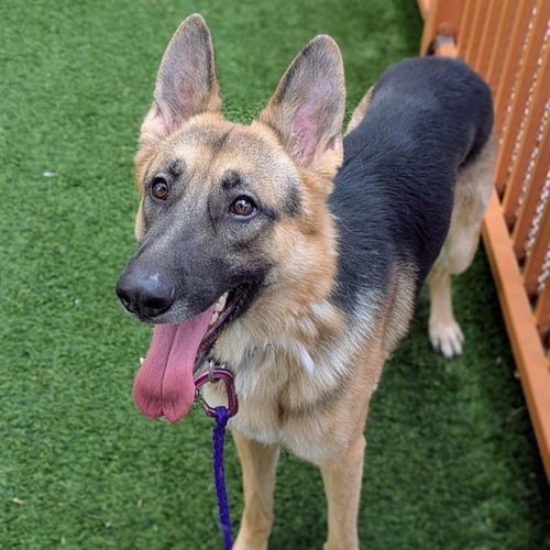 ROCKY - German Shepherd Dog available for adoption