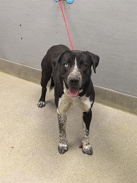 *BRODY - Labrador Retriever available for adoption