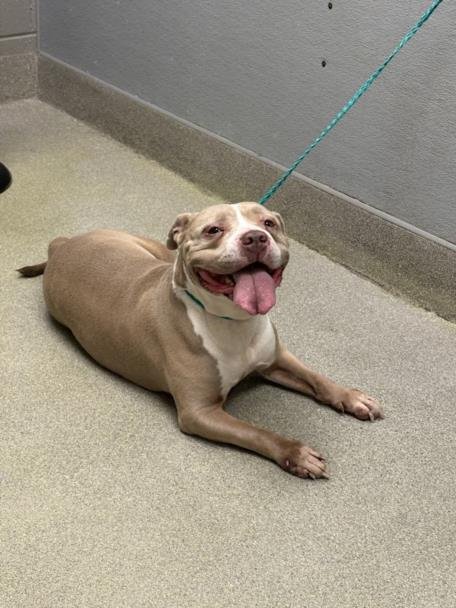 NALA - Pit Bull Terrier available for adoption