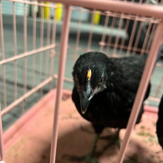 *OPAL - Chicken available for adoption