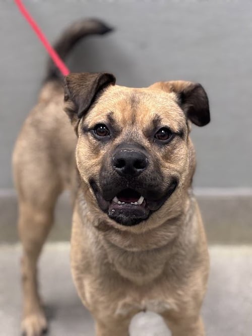 *BUCK - German Shepherd Dog available for adoption