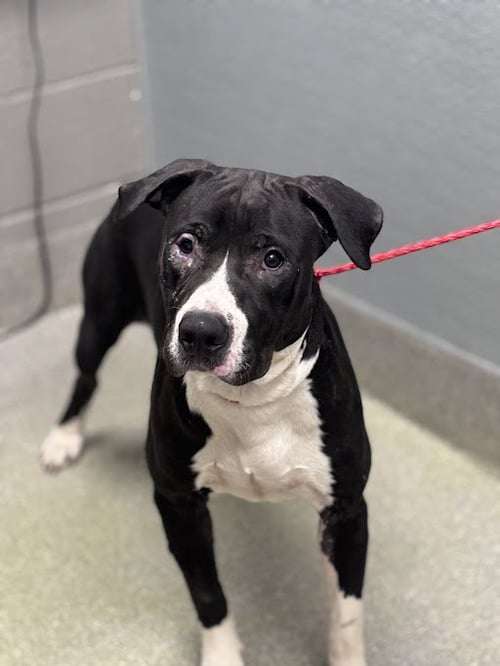 *BRIDGE - Pit Bull Terrier available for adoption