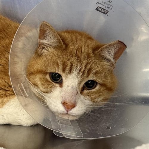 *MAC - Domestic Short Hair for adoption in North Las Vegas