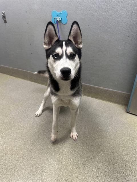 *BILLY - Siberian Husky available for adoption