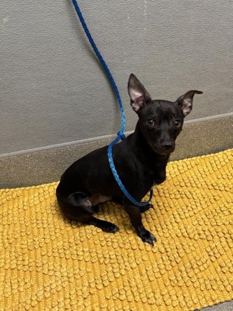 *POCAHONTAS - Chihuahua available for adoption