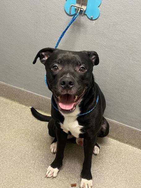 *SPIN CITY - Pit Bull Terrier available for adoption