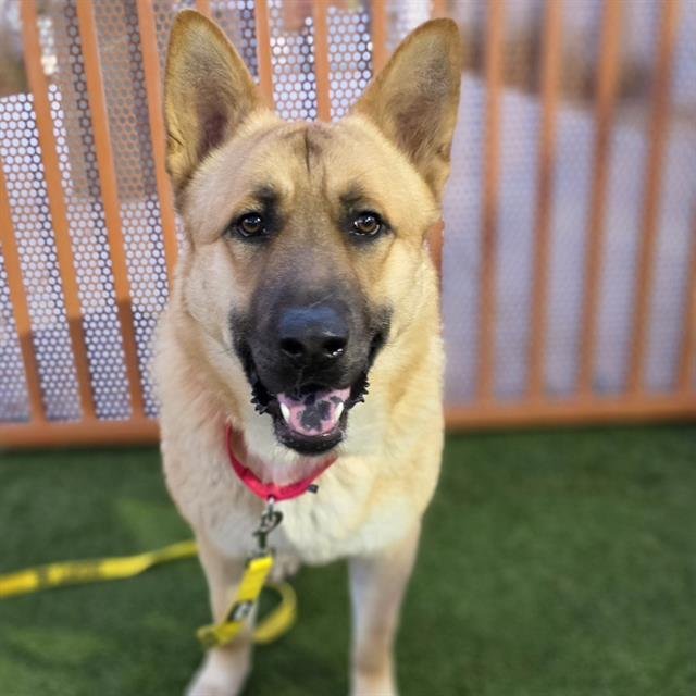 BLUDI - German Shepherd Dog available for adoption