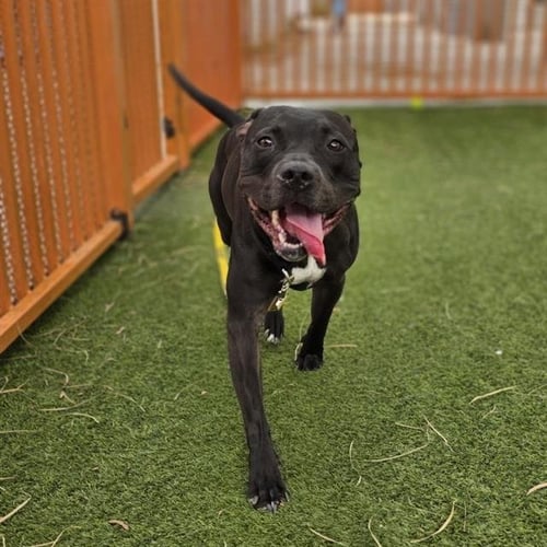 HOPE - Pit Bull Terrier available for adoption