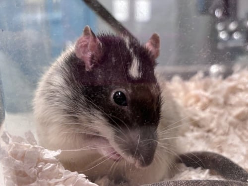 *SPROUT - Rat available for adoption