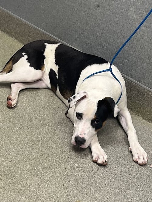 *BANDIT - Pit Bull Terrier available for adoption