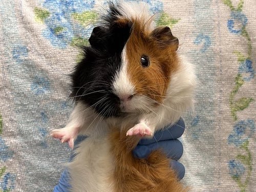 GIRL - Guinea Pig available for adoption