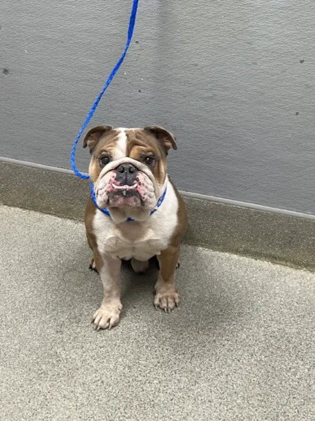 *BUDDY - Bulldog available for adoption