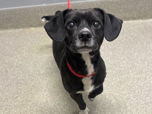 TIP - Chihuahua available for adoption