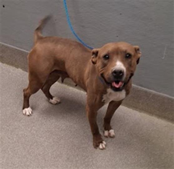 *FELICIA - Pit Bull Terrier available for adoption