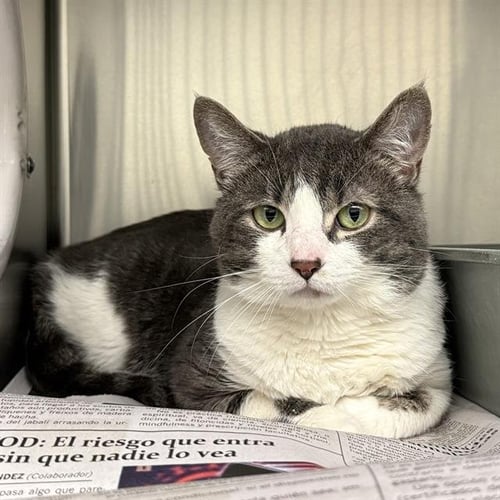 *JIGSAW - Domestic Short Hair available for adoption