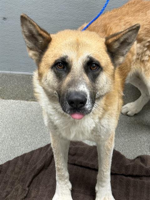 *CANTOON - German Shepherd Dog available for adoption