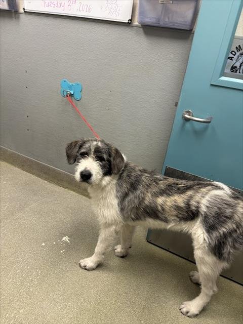 *NATHAN - Irish Wolfhound available for adoption