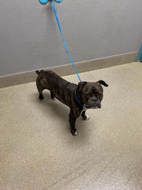 DOVAHKIIN - English Bulldog available for adoption