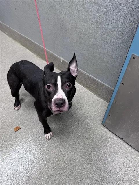 *PHANTOM - Staffordshire Bull Terrier available for adoption