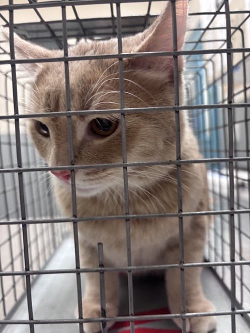 POCHI - Domestic Short Hair available for adoption