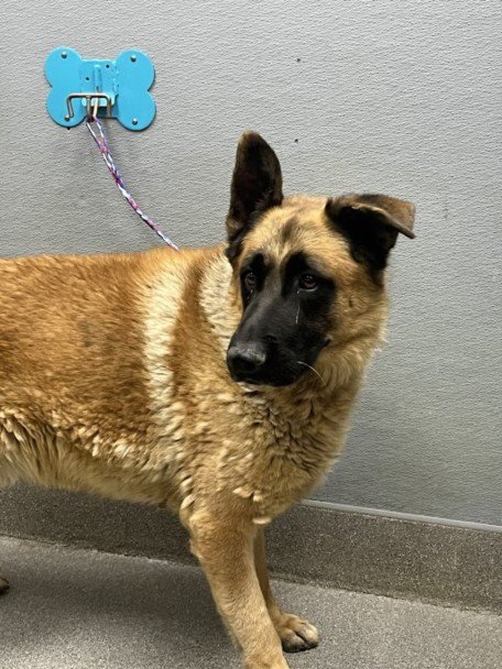 THOR - German Shepherd Dog available for adoption