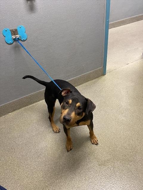 SAMMY - Doberman Pinscher available for adoption