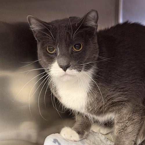*GABE - Domestic Short Hair for adoption in Las Vegas