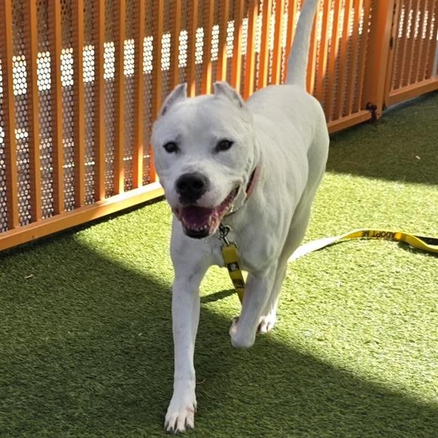 *BEAU - Pit Bull Terrier available for adoption