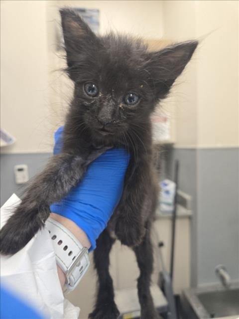 SPIKE - Domestic Short Hair for adoption in Las Vegas