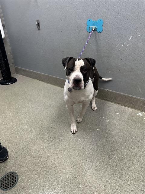 MANGO - Pit Bull Terrier available for adoption