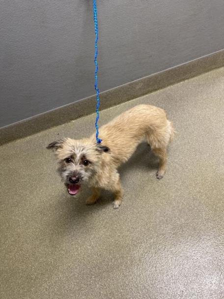 *PAWLICIA - Terrier available for adoption