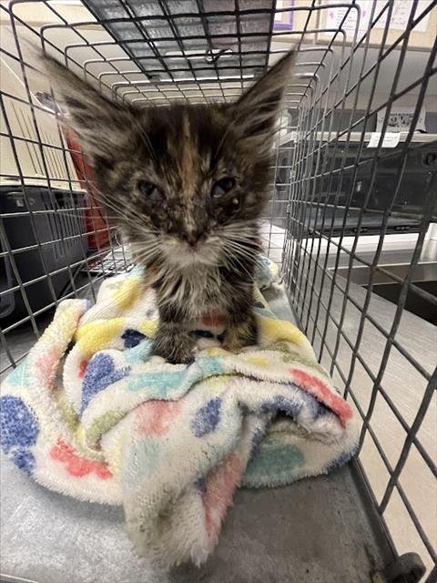 A1420622 - Domestic Medium Hair available for adoption