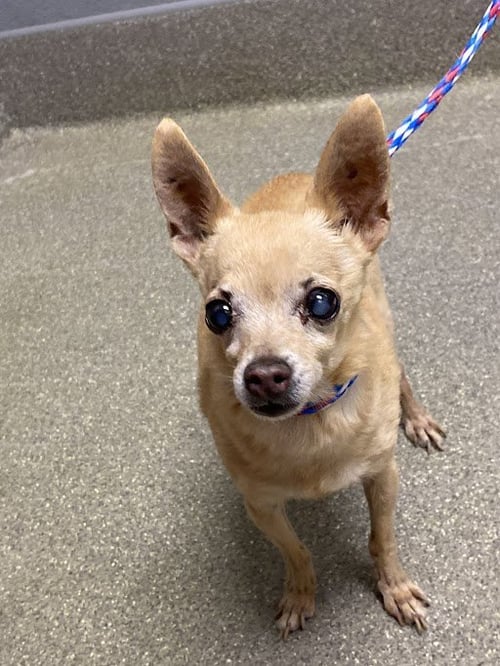 *ROMEO - Chihuahua available for adoption