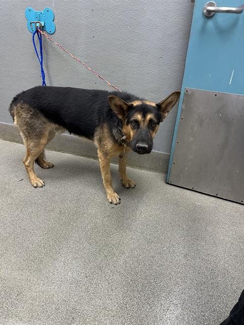*GOTHAM - German Shepherd Dog available for adoption