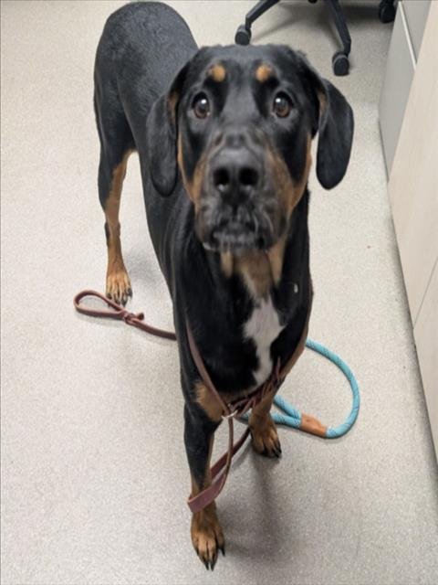 ROXY - Labrador Retriever available for adoption