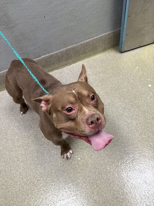 *RHINO - Pit Bull Terrier available for adoption