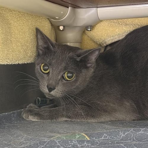 *OPAL VIOLA - Domestic Short Hair for adoption in North Las Vegas