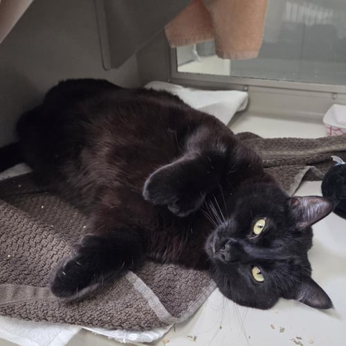 BEANS - Domestic Short Hair available for adoption
