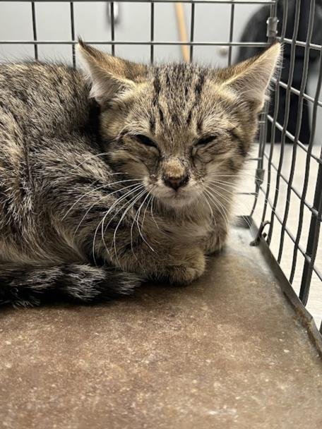 *DREW - Domestic Short Hair available for adoption