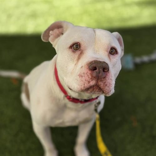 *BIG MAC - Pit Bull Terrier available for adoption
