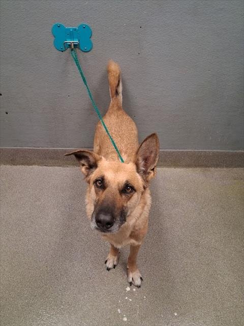 SAMSON - German Shepherd Dog / Siberian Husky available for adoption