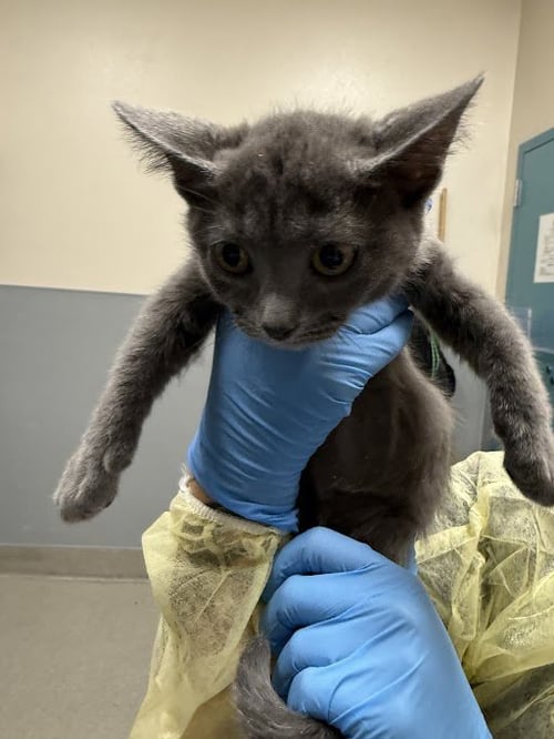 *BOB - Domestic Short Hair available for adoption