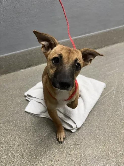 *PRECIOSO - Chihuahua available for adoption