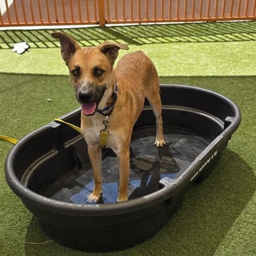 *TIDUS - German Shepherd Dog available for adoption